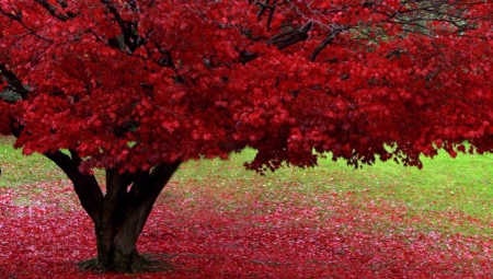 Autumn Leaves - Autumn, Red, Leaves, Nature, Tree, Forest