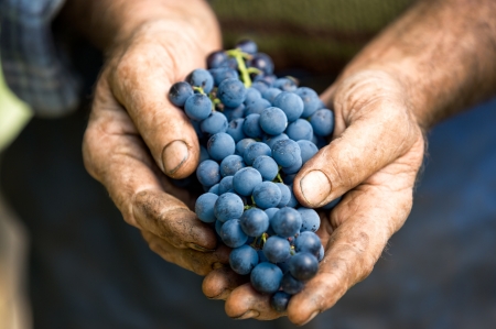 Grapes - grapes, hand, toamna, blue, autumn, fruit, struguri