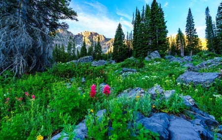 Mountain paradise - summer, pretty, rocks, greenery, beautiful, wildflowers, hills, grass, lovely, mountain, paradise