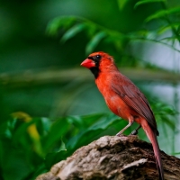 Red bird in the forest