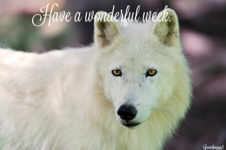 WONDERFUL WEEK - WONDERFUL, CARD, WEEK, COMMENT