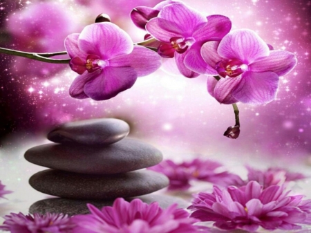 Orchids and stones - flowers, purple, stones, spa