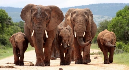 OUTING WITH THE KIDS - hillside, adult  elephants, dirt road, trees, male and female, three calfs