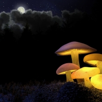 Golden Glowing Mushrooms