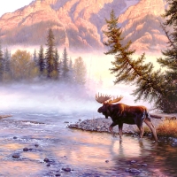 Into the Mist - Moose