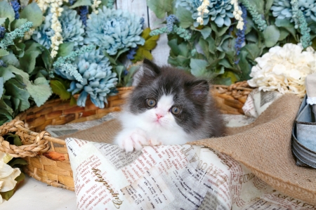 Kitty in basket - adorable, fluffy, cat, kitty, basket, kitten, grey, cozy, paper, sweet, flowers, cute