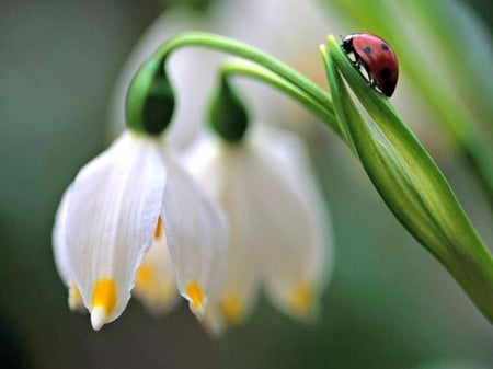 Ladybug And Snowdrops - flowers, snowdrops, nature, ladybugs