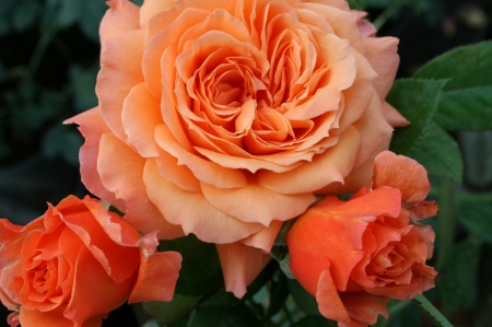 Roses - flowers, three, orange, roses