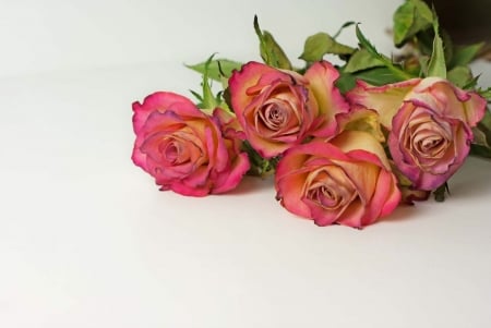 Roses - flowers, bouquet, background, roses