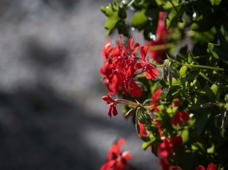 Beautiful Flowers - blooming, plant, blossom, pelargonium