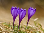 Crocuses