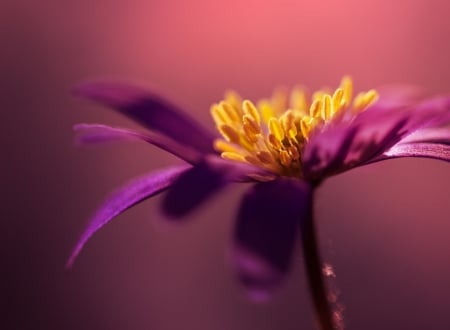 Flower - yellow, summer, macro, flower, pink