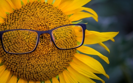 :-) - summer, funny, glasses, yellow, sunflower