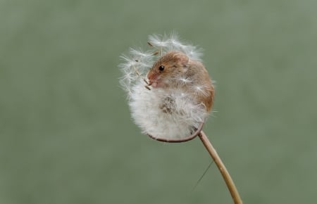 Fluffy bed - rodent, funny, cute, harvest mouse, dandelion, soricel