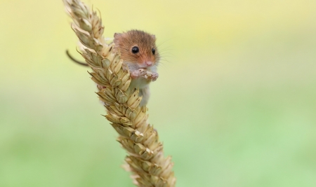 Mouse - soricel, harvest mouse, cute, rodent