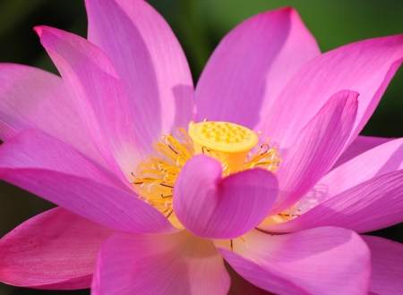 Lotus - lotus, yellow, macro, flower, pink