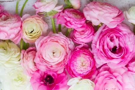 Ranunculus - flower, ranunculus, pink, texture, skin