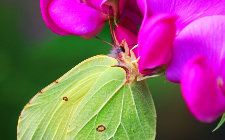 Butterfly - flower, butterfly, pink, macro, insect, green