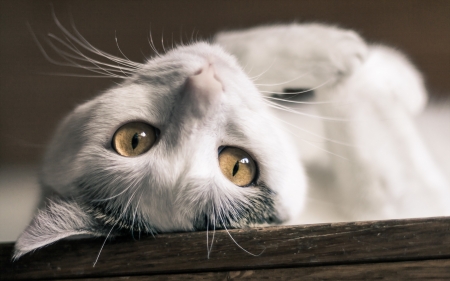 Cat - relax, white, animal, pisica, eyes, cat