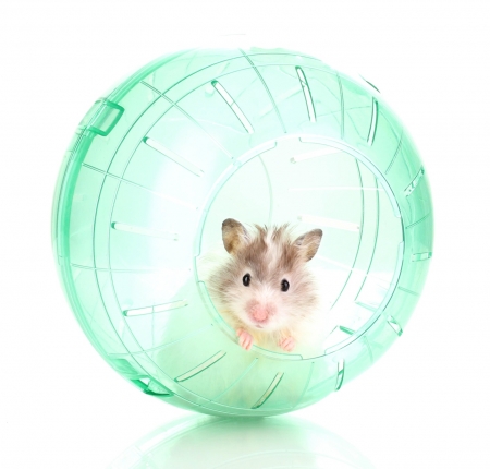 Hamster - ball, hamster, animal, cute, rodent, mouse, year of the rat, green