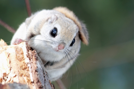 Squirrel - animal, cute, squirrel, veverita, japanese