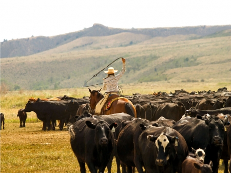 Cowgirl's Herd . . - girls, women, style, fun, female, cowgirl, boots, hats, outdoors, brunettes, western, horses, cows, cattle, ranch, herd