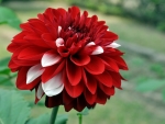 Red White Dahlia Flower