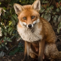 Red Fox