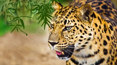 Leopards Lore - bamboo, leopard, big cat, cat, collage, leaves, firefox persona theme