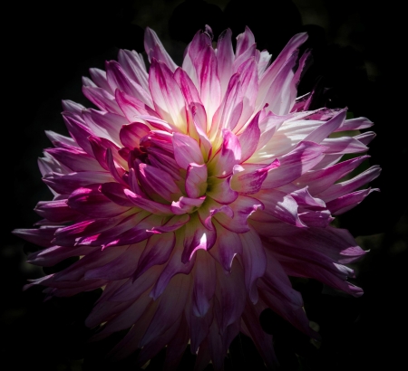 Dahlia - macro, dahlia, petals, pink