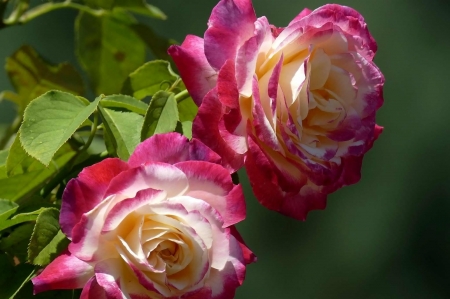 Roses - flowers, roses, nature, macro