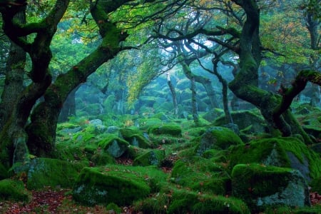 Enchanted Moss Forest - Trees, Nature, Moss, Rocks, Forests