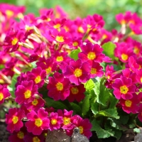 Beautiful Pink Primula Flowers