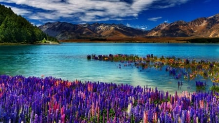 Glacier Fed Lake,NZ - nature, lake, clouds, flowers, mountains, nz