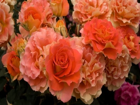 Orange Roses - flowers, blossom, closeup, roses