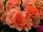 Orange Roses