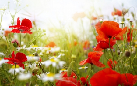 Beauty in Nature - meadow, petals, poppies, spring, nature