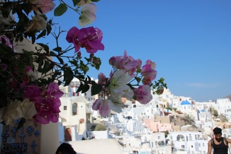 Santorini - white, flowers, blue, pink