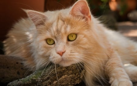 Cat - animal, pisica, yellow, ginger, eyes, orange, cat