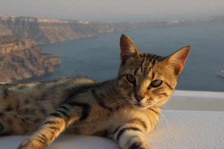 Santorini - cliffs, eyes, cat with a view, lucky cat