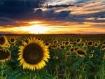 Sunset Over Sunflower Field