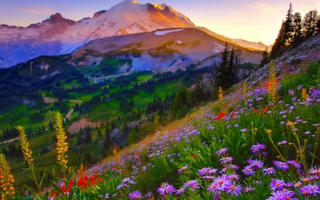 Mount Rainier National Park, Washington - blossoms, sky, landscape, flowers, sunset