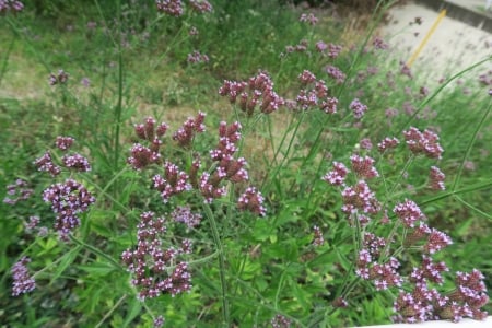 Wild flower - pretty, grass, lovely, wild flower