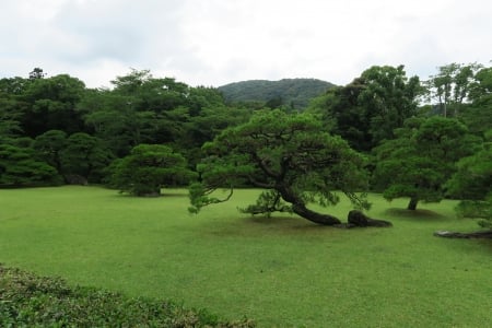 Green meadow - Greenery, nature, plants, grass, tree