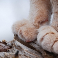 Paws