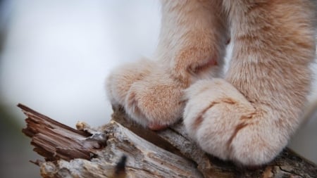 Paws - skin, wood, paw, fur, cat, pisica