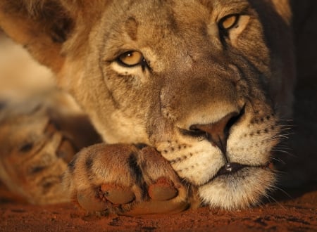 Lioness - animal, paw, leu, lion, face, orange