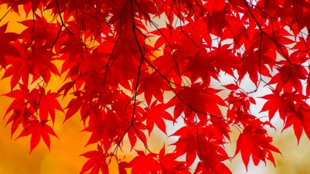 Autumn Red - bright, autumn, fall, maple, leaves, firefox persona theme