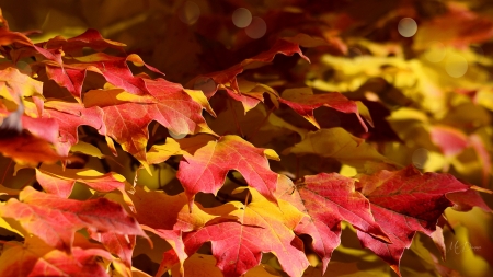 Leaves of Bright Colors - fall, bright, ground, leaves, firefox persona theme, colors, autumn