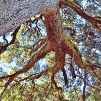 200 year old tree